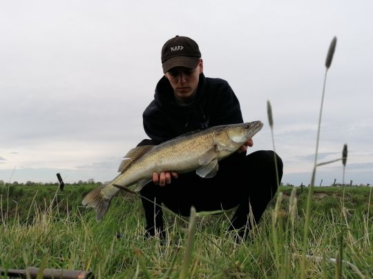 Zander