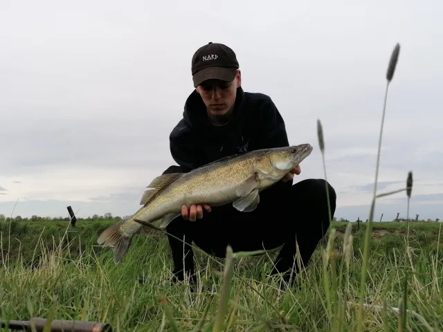 Zander