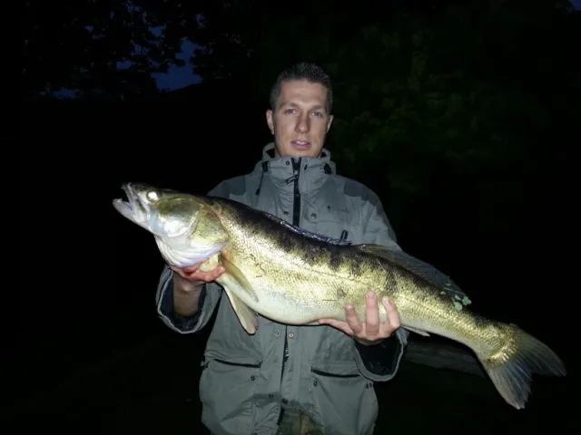Zander