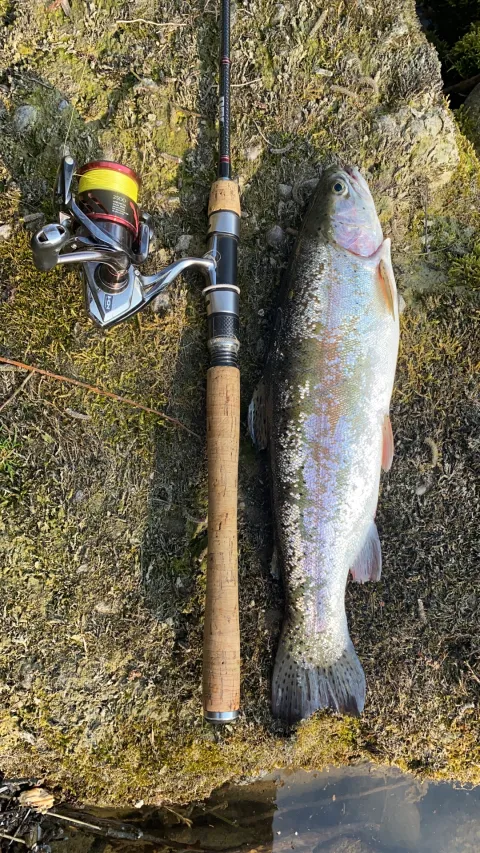 Regenbogenforelle