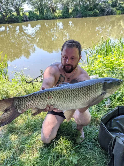 Graskarpfen