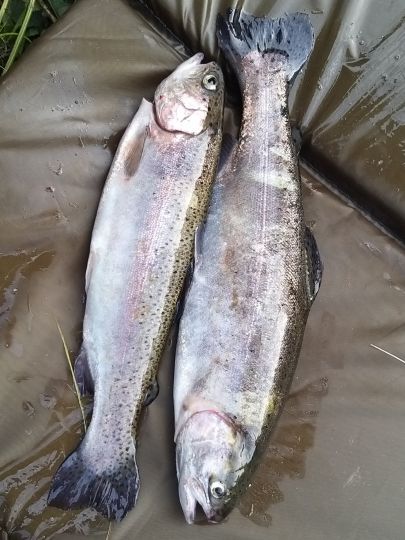 Regenbogenforelle