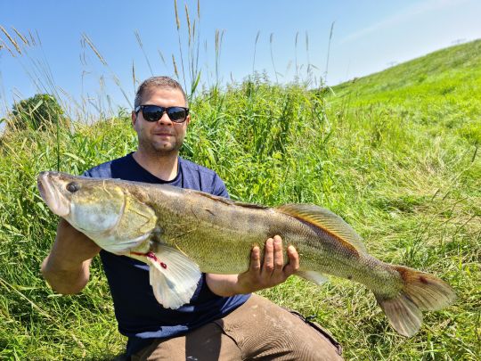 Zander