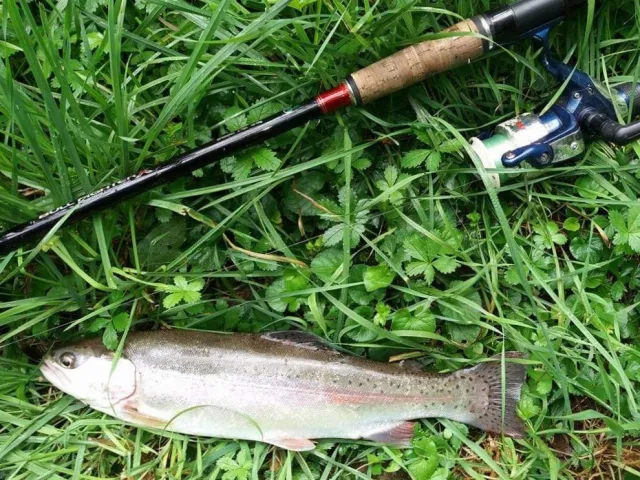 Regenbogenforelle