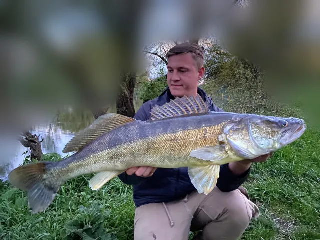 Zander