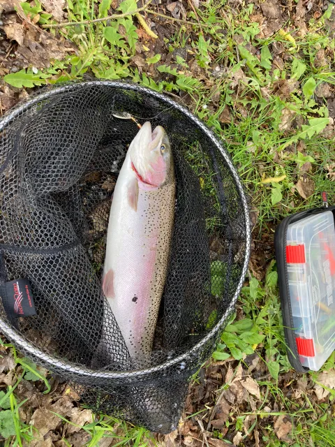 Regenbogenforelle
