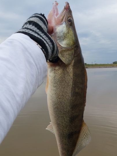 Zander