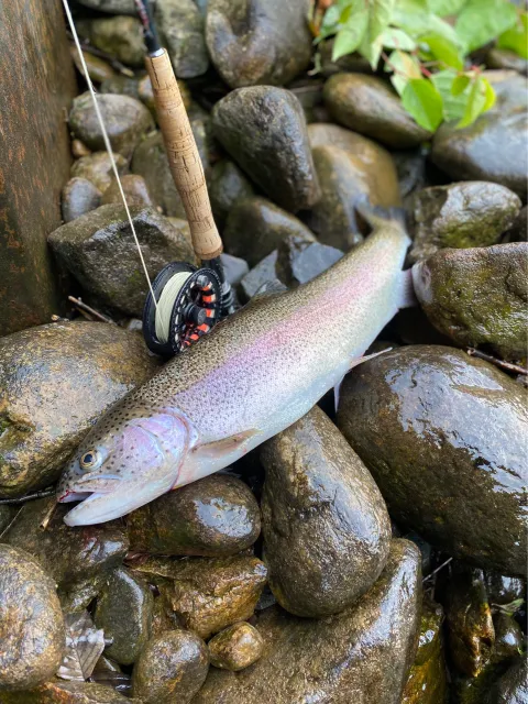 Regenbogenforelle