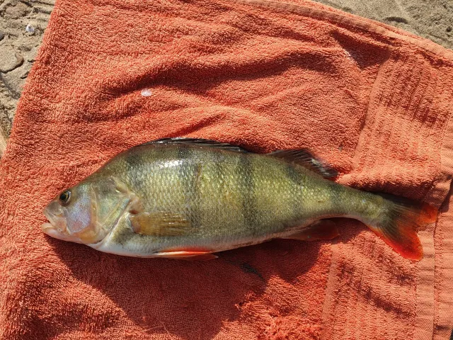Flussbarsch