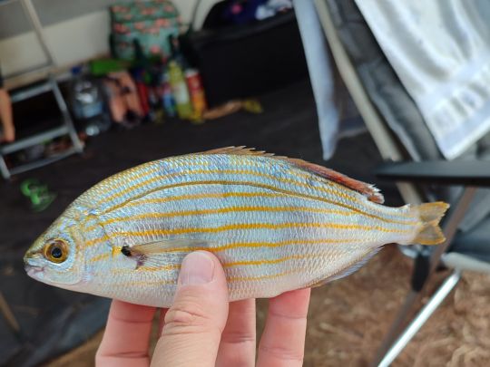 Dorade
