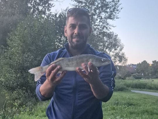 Zander