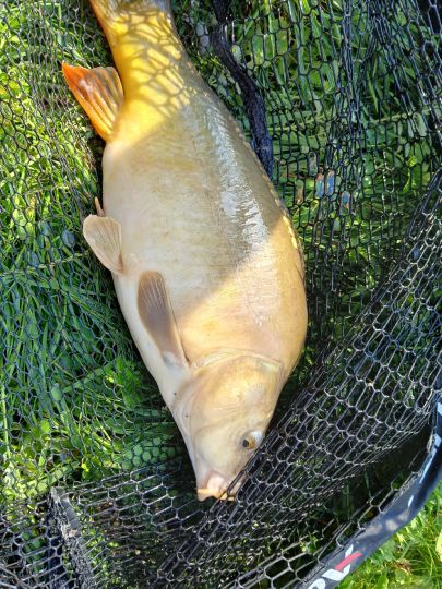 Karpfen-4