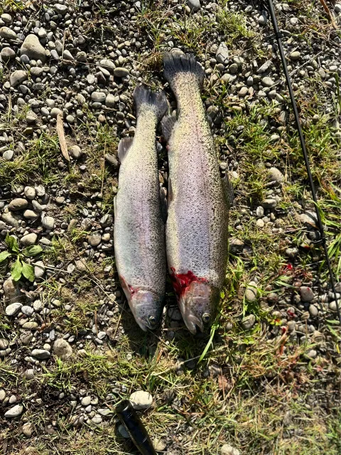 Regenbogenforelle