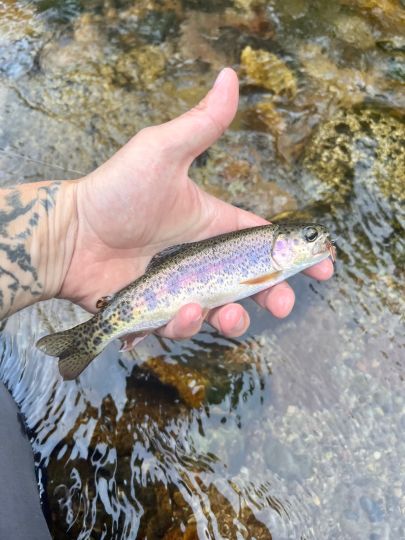 Regenbogenforelle