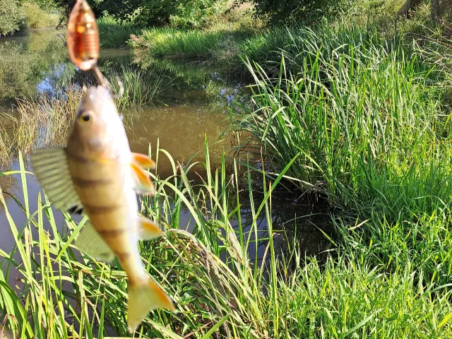 Flussbarsch
