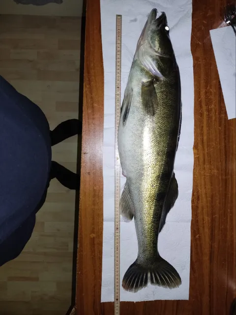 Zander