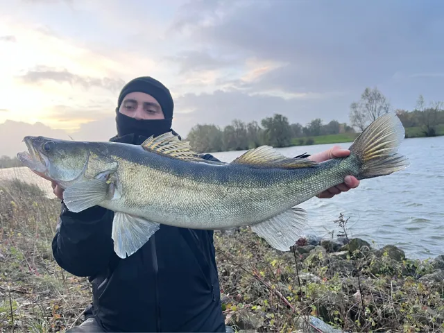 Zander