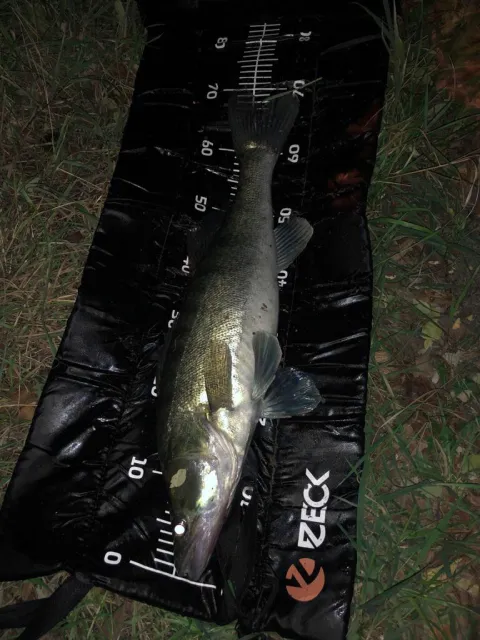 Zander