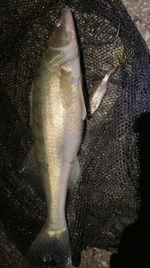 Zander