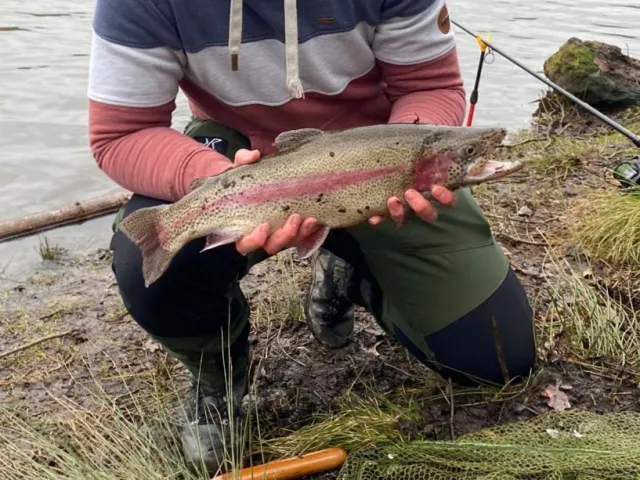 Regenbogenforelle