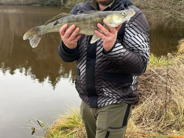 Zander