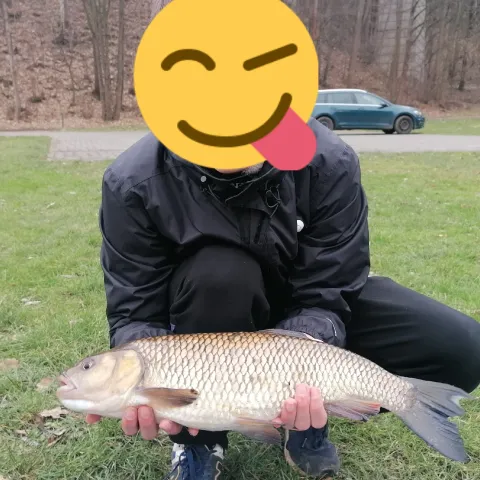 Döbel