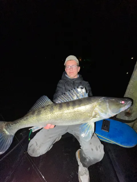 Zander