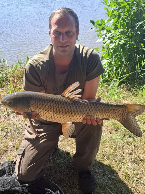 Graskarpfen