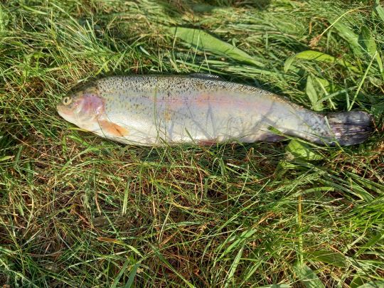 Regenbogenforelle