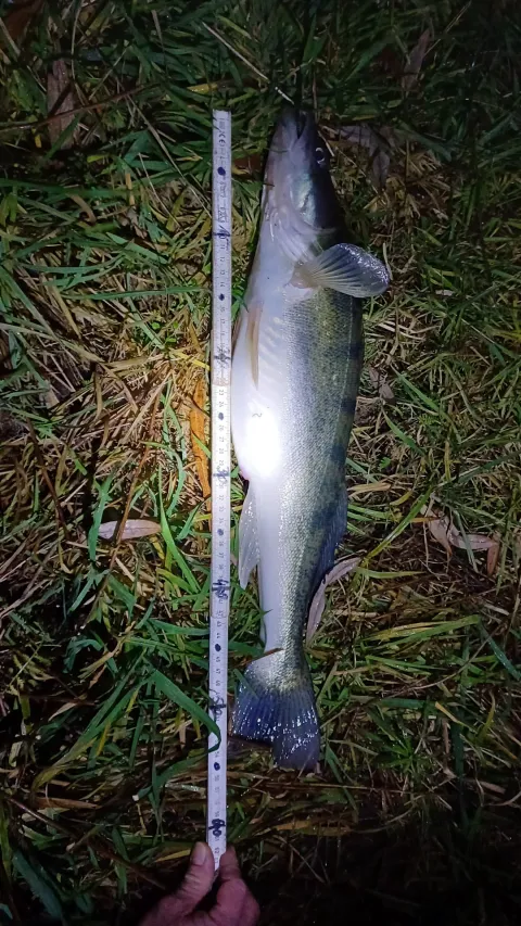 Zander