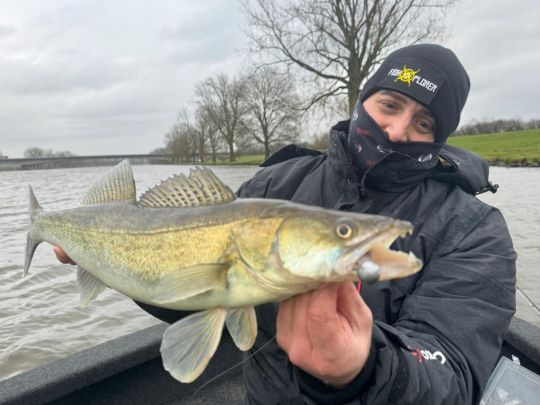 Zander