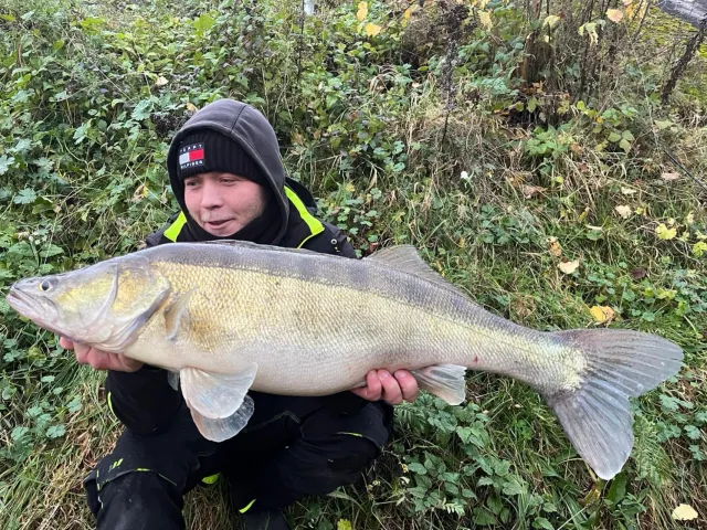 Zander
