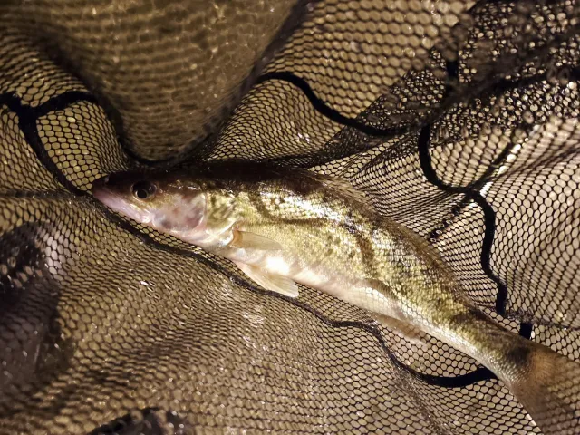 Zander