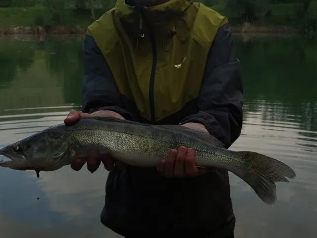 Zander