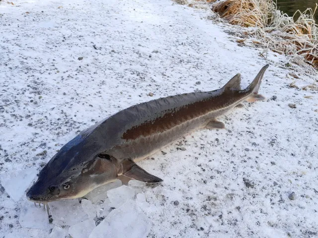 Stör