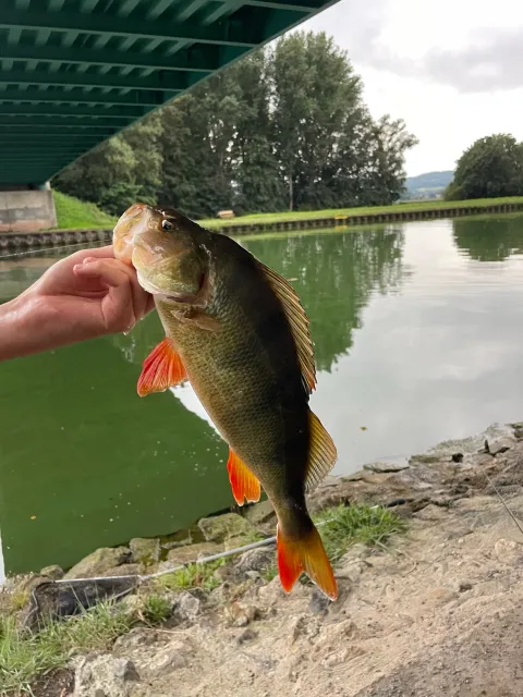 Flussbarsch