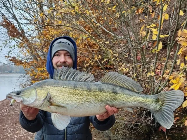 Zander