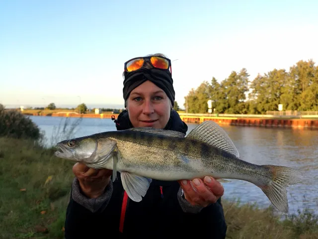 Zander