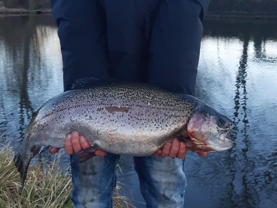 Regenbogenforelle