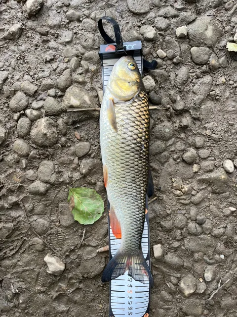 Döbel