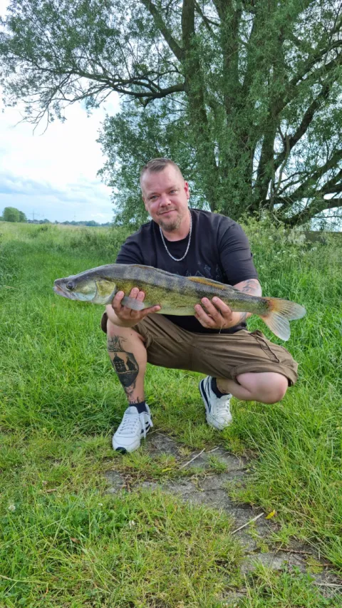 Zander