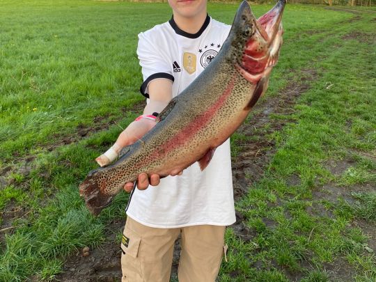 Regenbogenforelle