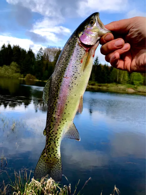 Regenbogenforelle
