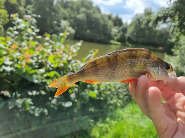 Flussbarsch