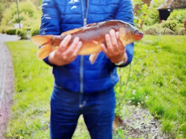 Karpfen