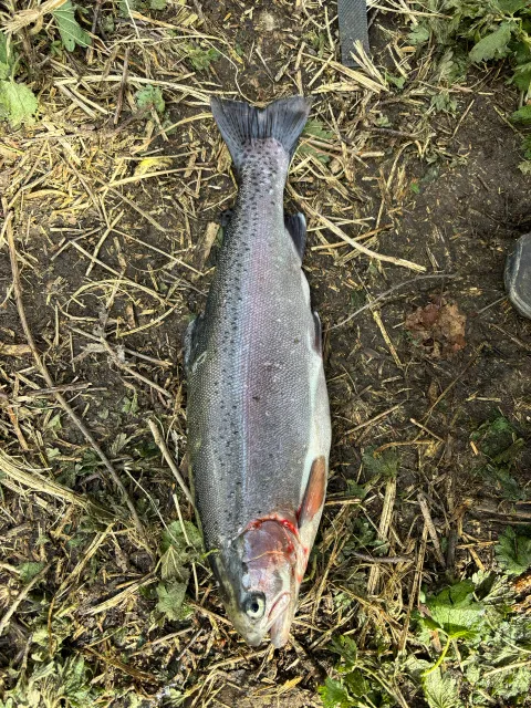Regenbogenforelle