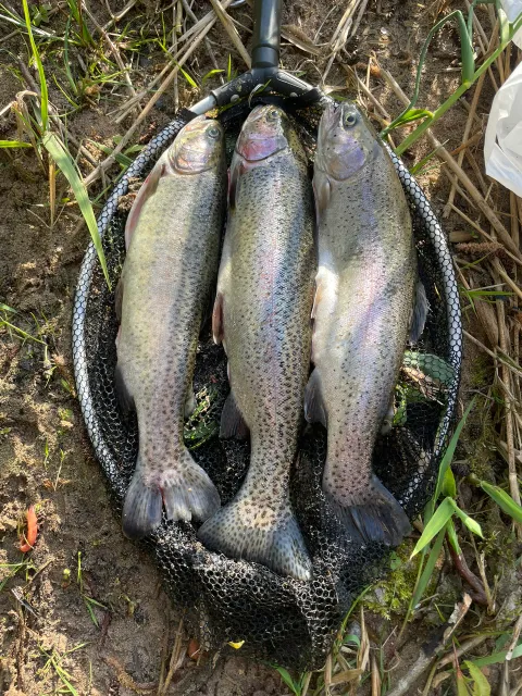 Regenbogenforelle