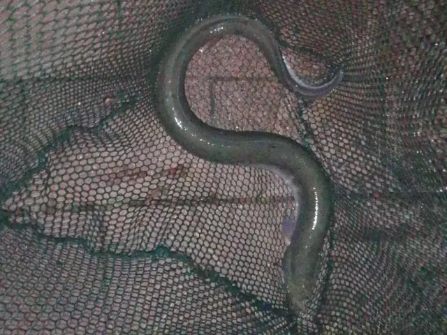 Aal