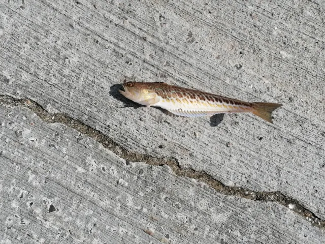 Petermännchen