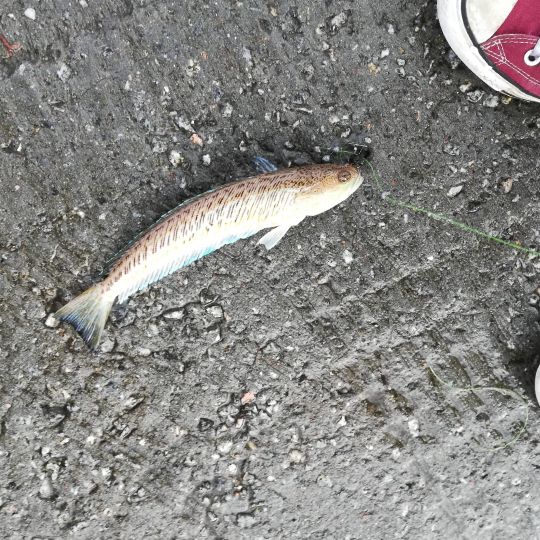 Petermännchen